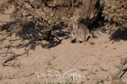 05 May 2025 - Early Morning in West Cumbria near to Seascale - Rabbits