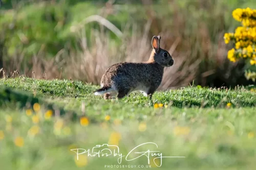 05 May 2025 - Early Morning in West Cumbria near to Seascale - Rabbit