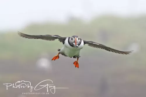 14 June 2025 - Inner Farne Isles, Northumberland-Puffins