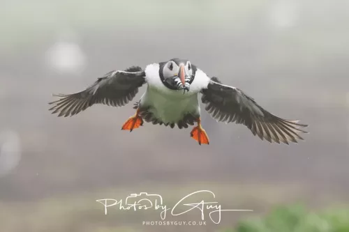 14 June 2025 - Inner Farne Isles, Northumberland-Puffins