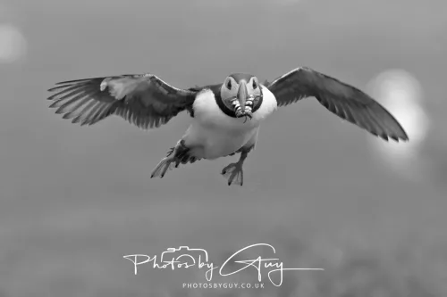 14 June 2025 - Inner Farne Isles, Northumberland-Puffins