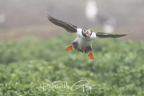 14 June 2025 - Inner Farne Isles, Northumberland-Puffins