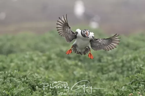 14 June 2025 - Inner Farne Isles, Northumberland- Puffin
