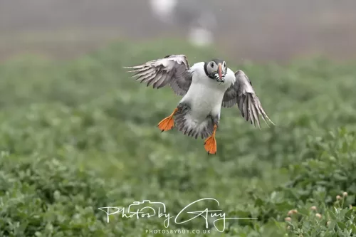 14 June 2025 - Inner Farne Isles, Northumberland-Puffin