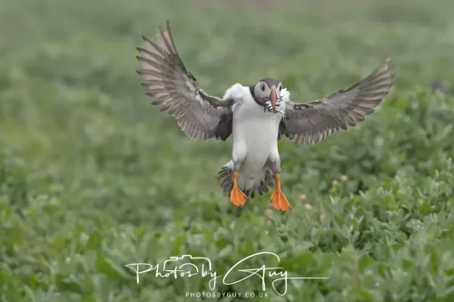 14 June 2025 - Inner Farne Isles, Northumberland-Puffin