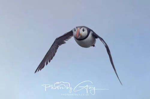 14 June 2025 - Inner Farne Isles, Northumberland-Puffin