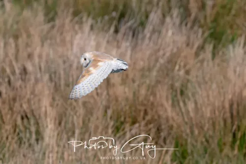 05 May 2025 - Early Morning in West Cumbria near to Seascale - Barn Owl
