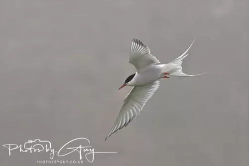 14 June 2025 - Inner Farne Isles, Northumberland-Artic Terns