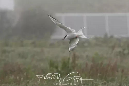 14 June 2025 - Inner Farne Isles, Northumberland-Artic Terns