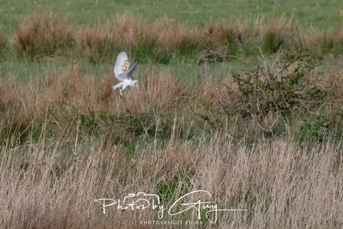 05 May 2025 - Early Morning in West Cumbria near to Seascale - Barn Owl