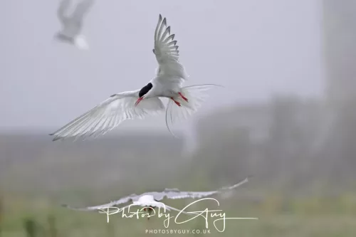 14 June 2025 - Inner Farne Isles, Northumberland-Artic Terns