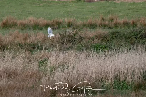 05 May 2025 - Early Morning in West Cumbria near to Seascale - Barn Owl