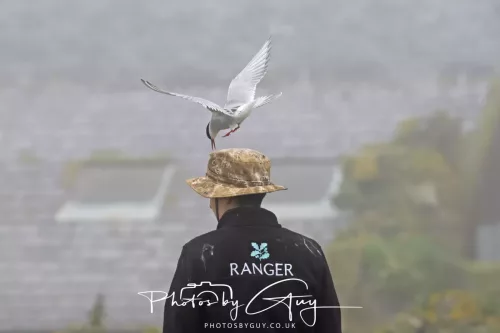 14 June 2025 - Inner Farne Isles, Northumberland-Artic Terns
