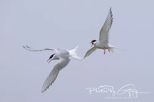 14 June 2025 - Inner Farne Isles, Northumberland-Artic Terns