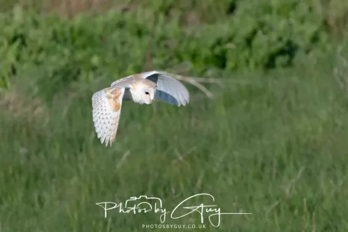 05 May 2025 - Early Morning in West Cumbria near to Seascale - Barn Owl