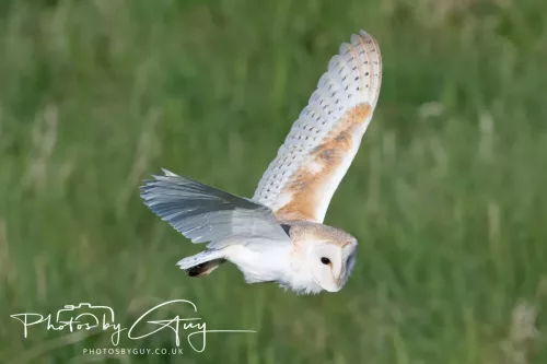 05 May 2025 - Early Morning in West Cumbria near to Seascale - Barn Owl