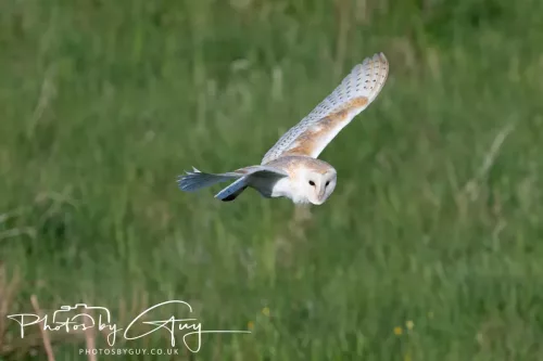 05 May 2025 - Early Morning in West Cumbria near to Seascale - Barn Owl