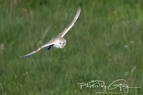 05 May 2025 - Early Morning in West Cumbria near to Seascale - Barn Owl