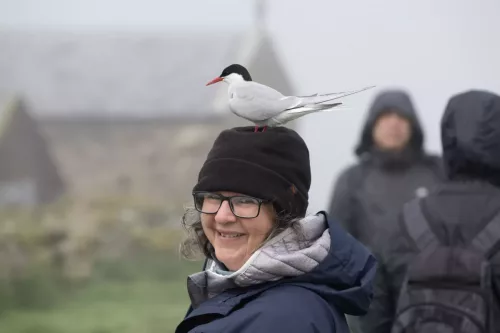 14 June 2025 - Inner Farne Isles, Northumberland-Artic Tern