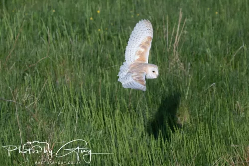 05 May 2025 - Early Morning in West Cumbria near to Seascale - Barn Owl
