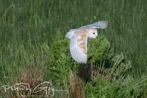 05 May 2025 - Early Morning in West Cumbria near to Seascale - Barn Owl