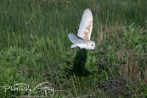 05 May 2025 - Early Morning in West Cumbria near to Seascale - Barn Owl
