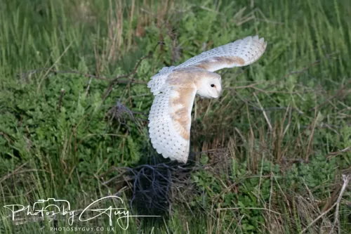 05 May 2025 - Early Morning in West Cumbria near to Seascale - Barn Owl