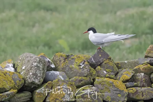 14 June 2025 - Inner Farne Isles, Northumberland-Artic Tern