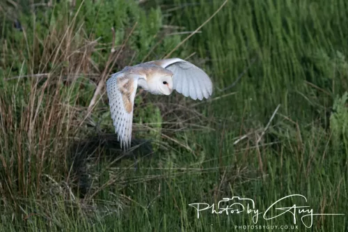 05 May 2025 - Early Morning in West Cumbria near to Seascale - Barn Owl