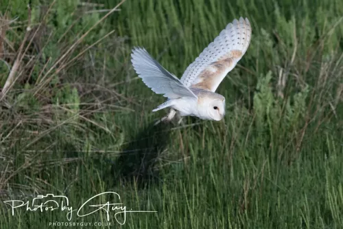 05 May 2025 - Early Morning in West Cumbria near to Seascale - Barn Owl
