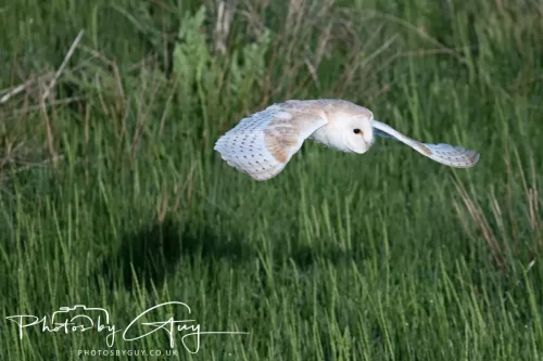 05 May 2025 - Early Morning in West Cumbria near to Seascale - Barn Owl