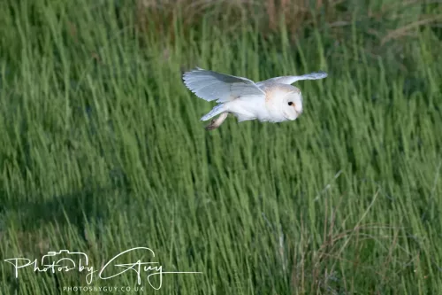 05 May 2025 - Early Morning in West Cumbria near to Seascale - Barn Owl