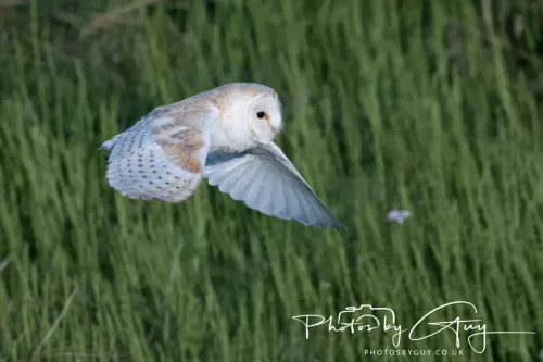 05 May 2025 - Early Morning in West Cumbria near to Seascale - Barn Owl