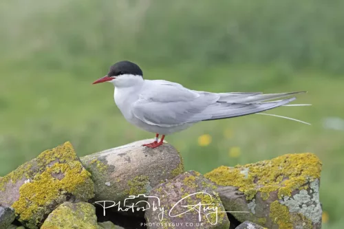 14 June 2025 - Inner Farne Isles, Northumberland-Artic Tern