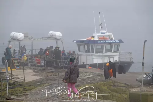 14 June 2025 - Inner Farne Isles, Northumberland-