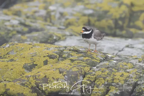 14 June 2025 - Inner Farne Isles, Northumberland-Ringed Plover