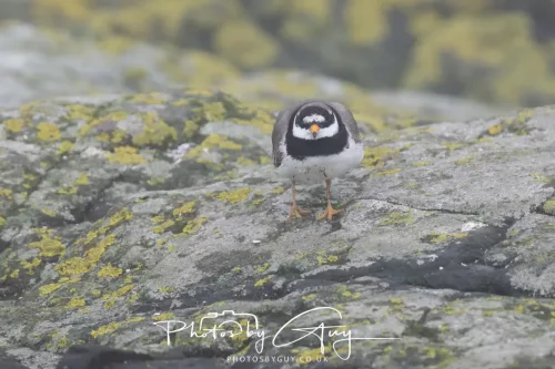14 June 2025 - Inner Farne Isles, Northumberland-Ringed Plover