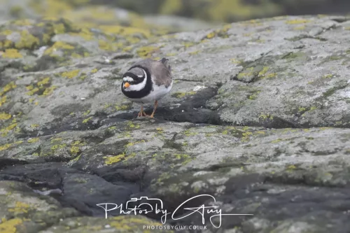 14 June 2025 - Inner Farne Isles, Northumberland-Ringed Plover