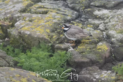 14 June 2025 - Inner Farne Isles, Northumberland-Ringed Plover
