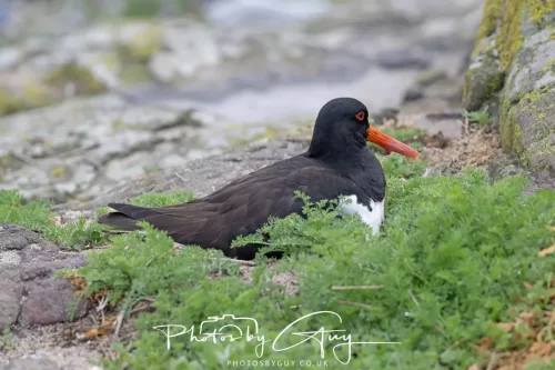 14 June 2025 - Inner Farne Isles, Northumberland-Oyster Catcher