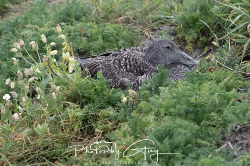 14 June 2025 - Inner Farne Isles, Northumberland-Eider