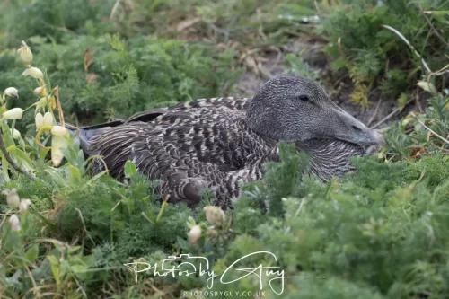 14 June 2025 - Inner Farne Isles, Northumberland-Eider