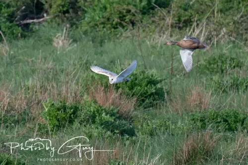 05 May 2025 - Early Morning in West Cumbria near to Seascale - Barn Owl & Mallard