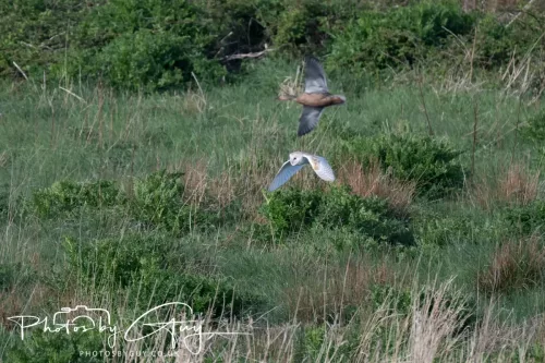 05 May 2025 - Early Morning in West Cumbria near to Seascale - Barn Owl & Mallard