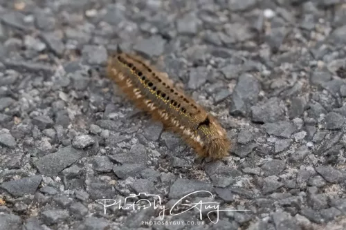 19 June 2025 - Parkside, Cleator Moor 