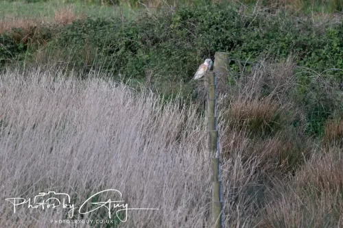 05 May 2025 - Early Morning in West Cumbria near to Seascale - Barn Owl