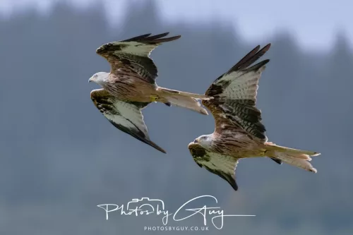 10 August 2025 : Red Kites at Dumfries and Galloway