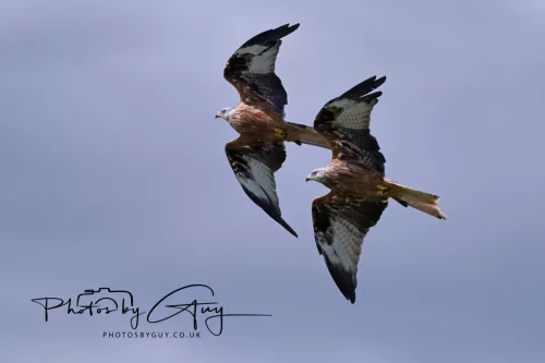 10 August 2025 : Red Kites at Dumfries and Galloway