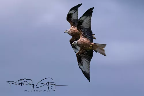 10 August 2025 : Red Kites at Dumfries and Galloway