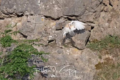 19 June 2025 - Near to Rowrah, West Cumbria - Barn Owl